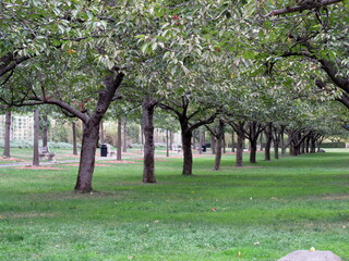 tree in Brooklyn Botanic Garden in New York City