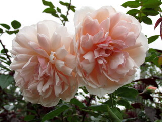 flower in Brooklyn Botanic Garden in New York City