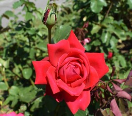 pink rose on a green background