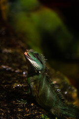  green iguana un the green background
