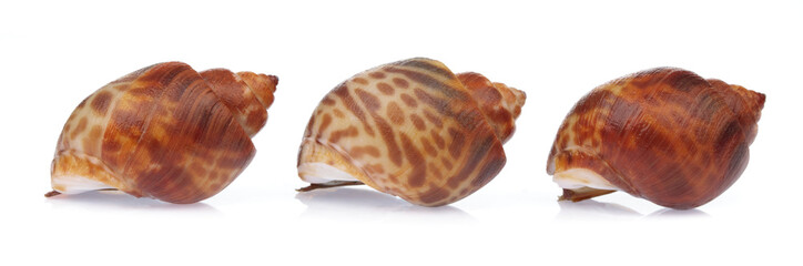 spotted babylon isolated on white background