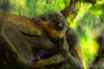 Fototapeta premium on a wooden sleeping Sloths on a green background