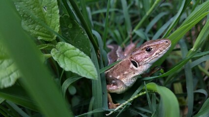 brown lizard in the green grass