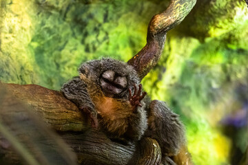 Obraz premium on a wooden sleeping Sloths on a green background