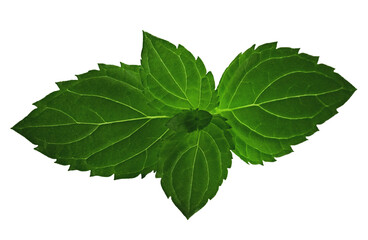 Mint leaves isolated on a white background