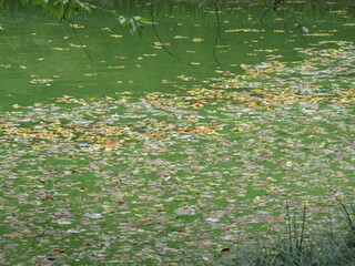 lake in Brooklyn Botanic Garden in New York City