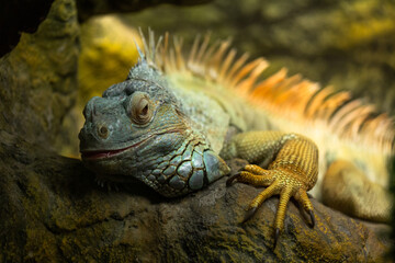 Iguana iguana