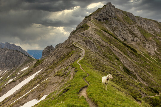 Einsames Bergschaf an einem Berggrat nahe der Landsberger H&uuml;tte &uuml;ber dem Tannheimer Tal / Lonely Mountain sheep on a ridge above Tannheim valley