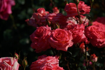 Pink Flower of Rose 'Princess Sayako' in Full Bloom
