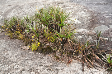 Local flora - grass and small bushes, most of it endemic to Madagascar growing over rocks in Andringitra National Park as seen during trek to peak Boby