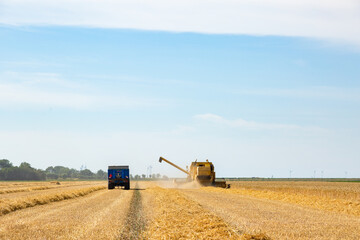 Harvesting Wheat in Zeeland, the Netherlands in July 2020