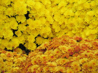 flower in Brooklyn Botanic Garden in New York City