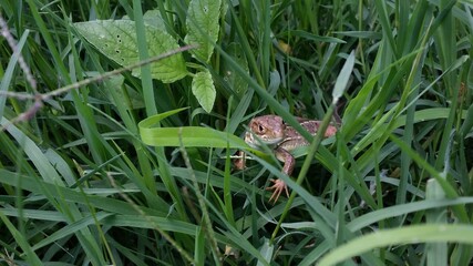 brown lizard in the green grass