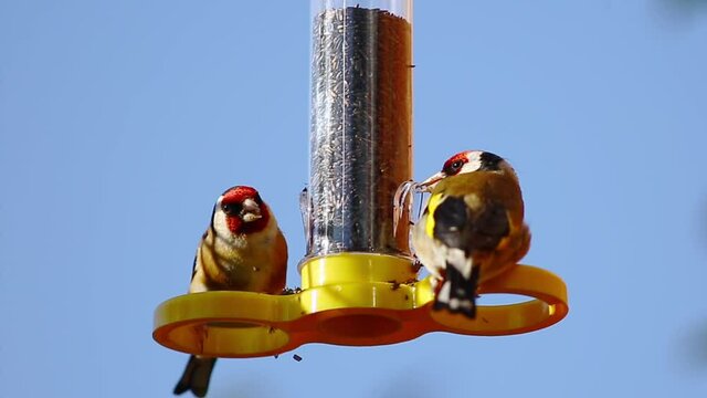 Two beautiful colourful Gold Finches feeding on a Niger bird seed feeder against a bright blue cloudless sky