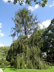 tree in Brooklyn Botanic Garden in New York City