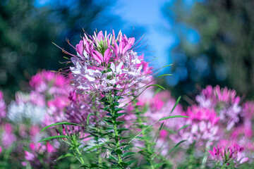 background, beautiful, beauty, bloom, blooming, blossom, closeup, color, colorful, flora, floral, flower, fresh, garden, green, natural, nature, outdoor, park, petal, pink, plant, purple, season, spri