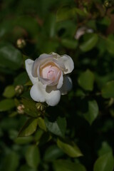 Faint Pink Flower of Rose 'Princess Veil' in Full Bloom
