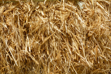 dry mown straw close-up, abstract background, blur
