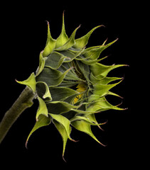 Obraz premium Unopened sunflower isolated on black background