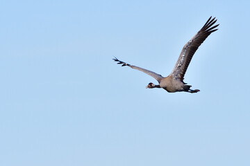 Grauer Kranich im Flug