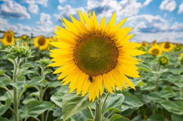 Fototapeta premium Sunflower field under cloudy sky in on summer day, blossom close up