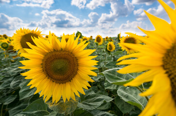 Sunflower field under cloudy sky in on summer day, blossom close up