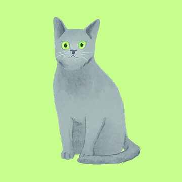 Russian Blue cat with green eyes
