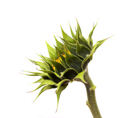 Unopened sunflower isolated on white background