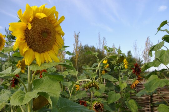 A closeup picture of a sunflower with more plants in the background.