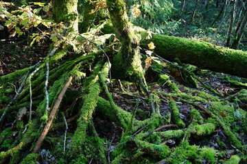 Obraz premium Tree roots covered with moss.