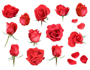 red roses on white background