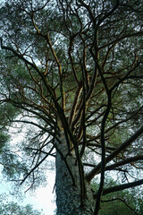 Tree view growing in a forest.