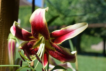 Lilium Schéhérazade