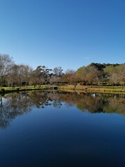 Beautiful morning view of a peaceful pond in a park with reflections of deep blue sky and tall trees, Fagan park, Galston, Sydney, New South Wales, Australia