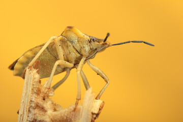 little insect on a twig
