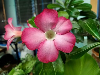 pink orchid flower