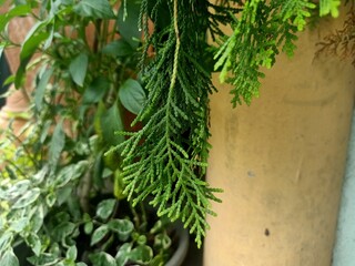 rosemary on the wall