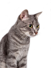 Obraz premium Russian tabby cat isolated on white background