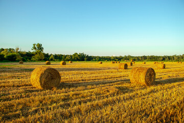 hay bales in the field