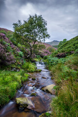 Fairbrook Tree