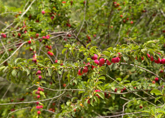 Small cherry plums, natural food background