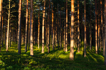Fototapeta premium sunlit trees with shadows