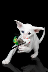 Obraz na płótnie Canvas white oriental kitten isolated over black background