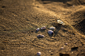 Shells on the hot sand