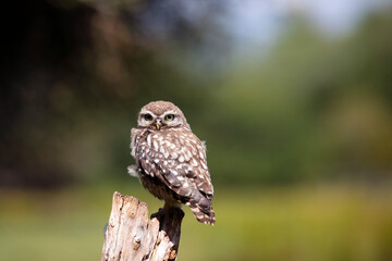 The little owl (Athene noctua)  sitting on the perch