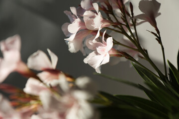 
Fiori recisi; oleandri profumati in vaso, dettagli