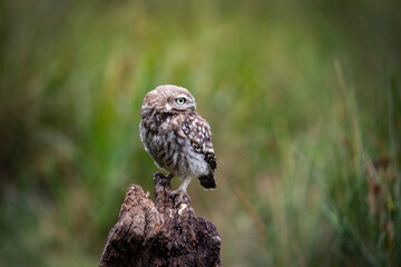 The little owl (Athene noctua)  sitting on the perch