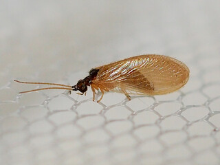 Spongillafly (Sisyra iridipennis)
