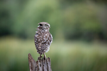The little owl (Athene noctua)  sitting on the perch