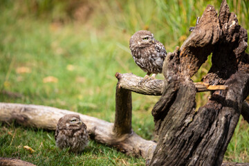 The little owl (Athene noctua)  sitting on the perch